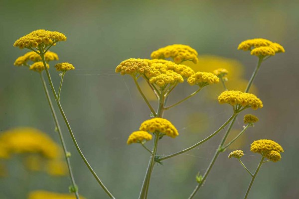 Allphotokz Aksu Zhabagly 20250517 4388 D810 FW
