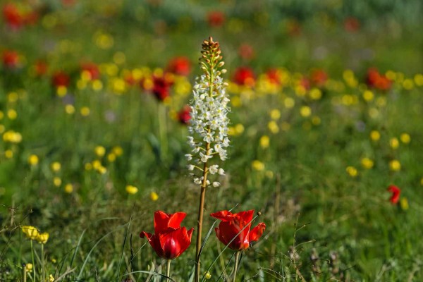 Allphotokz Aksu Zhabagly 20260506 0144 D810 FW