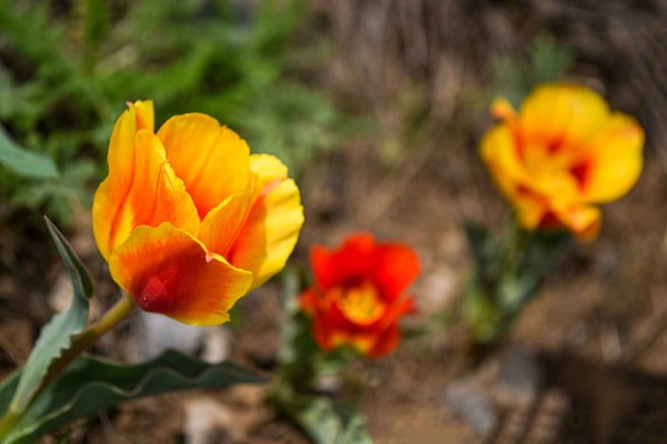Allphotokz Aksu Zhabagly 20260507 0486 D810 FW